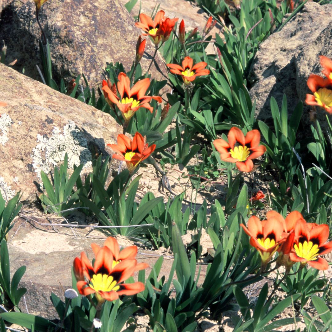 Sparaxis Tricolor 'Orange' Flower Seeds