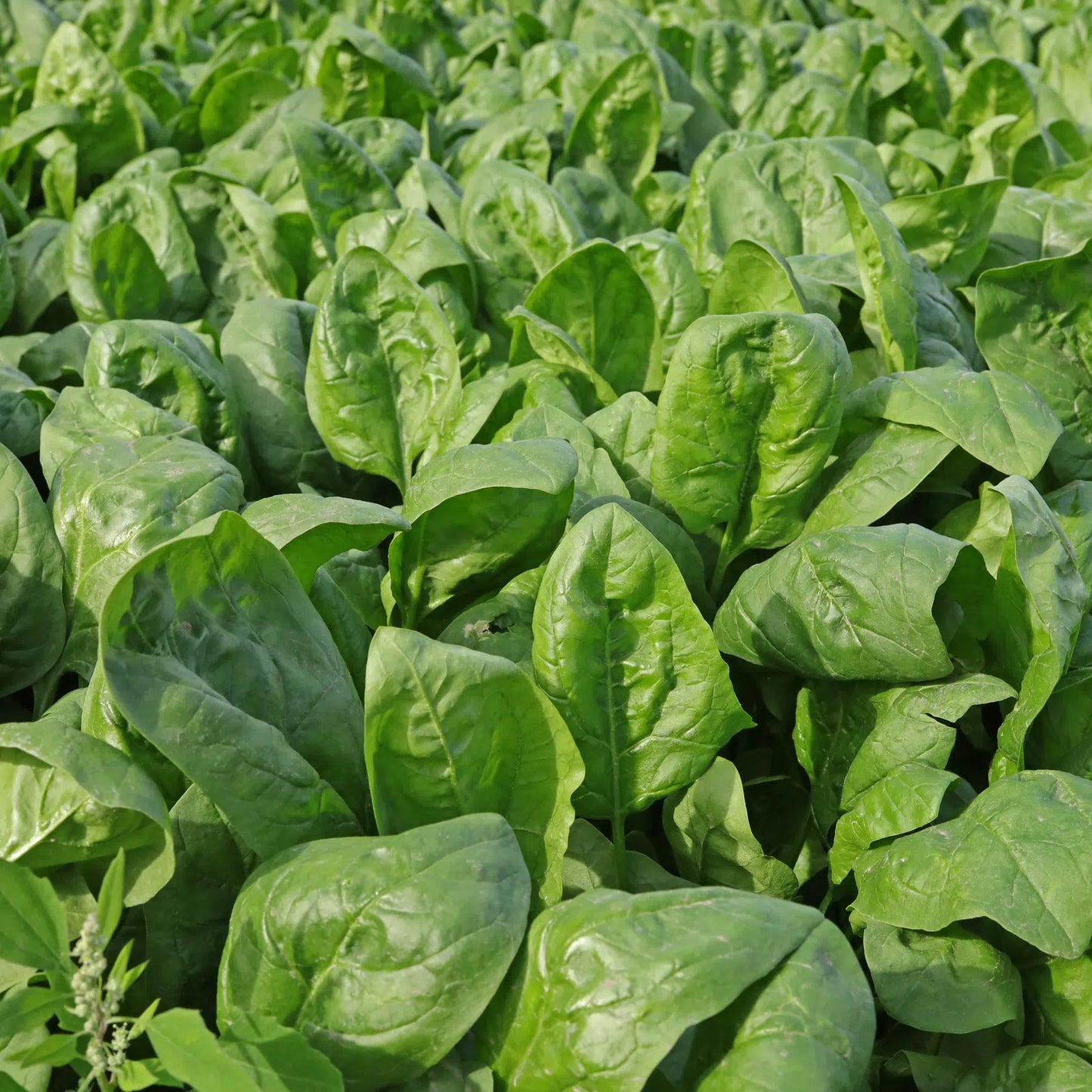 Spinach (Spinacia Oleracea) Vegetable Seeds