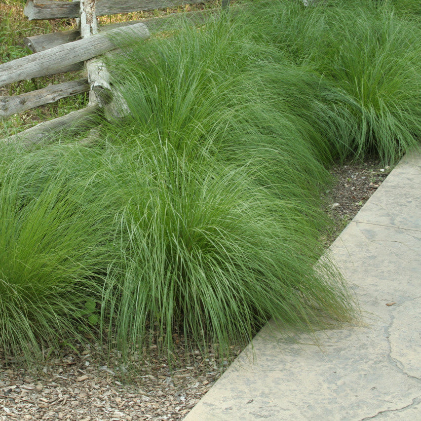 Prairie Dropseed Herb Seeds