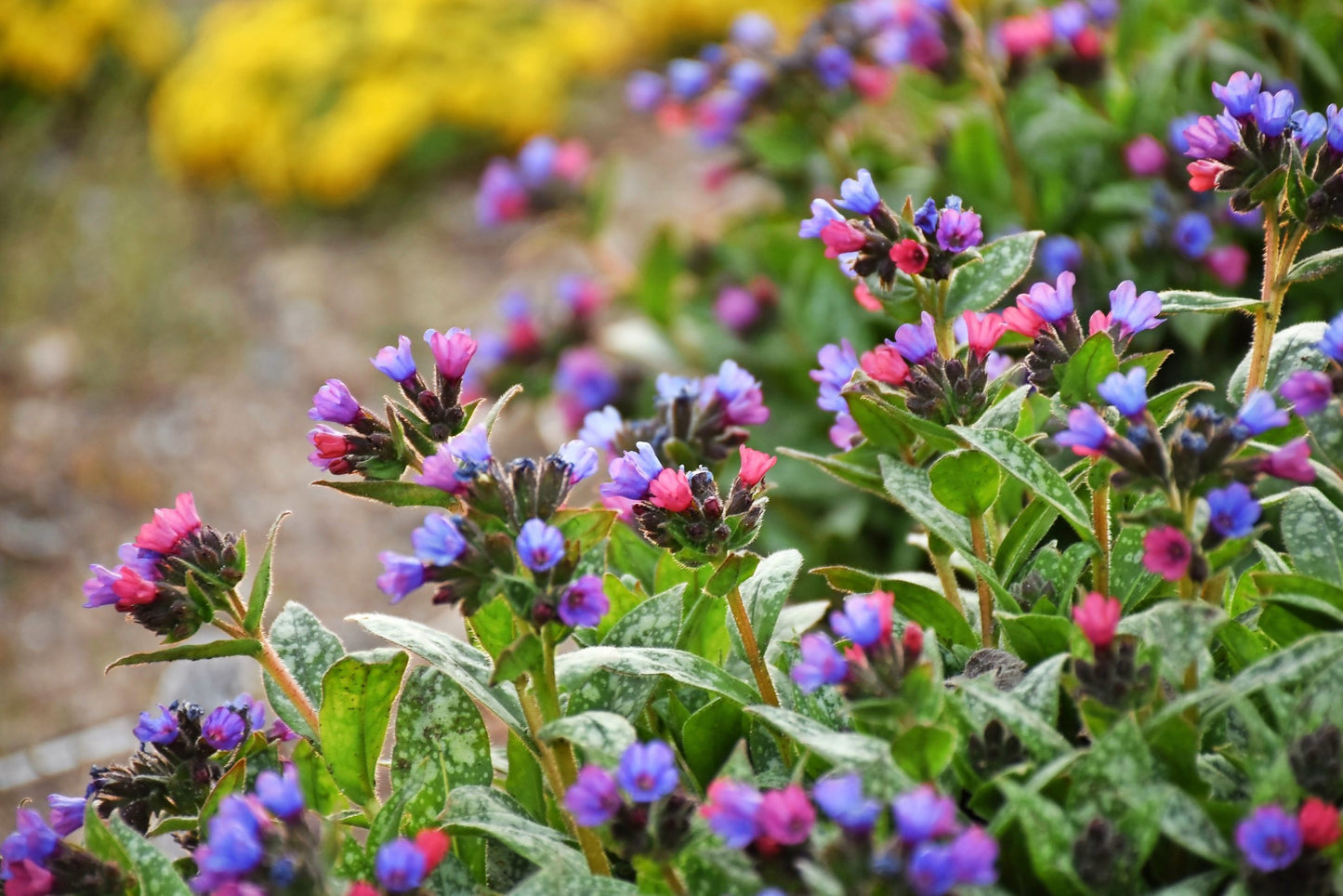 Pulmonaria Flower seeds for Planting Pollinator Friendly Heirloom & GMO Free Seeds for Home Garden
Sale