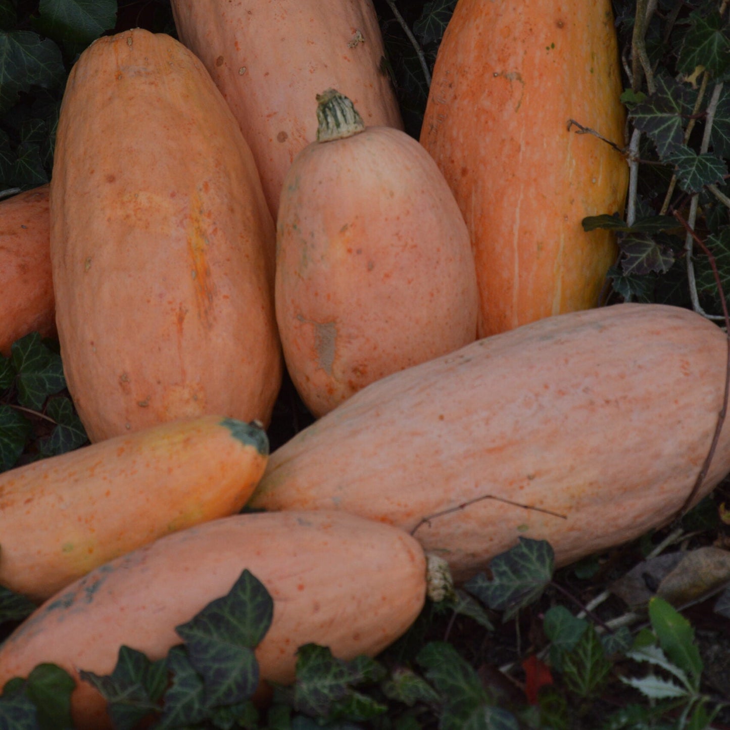 Jumbo Pink Banana Squash Fruit Seeds