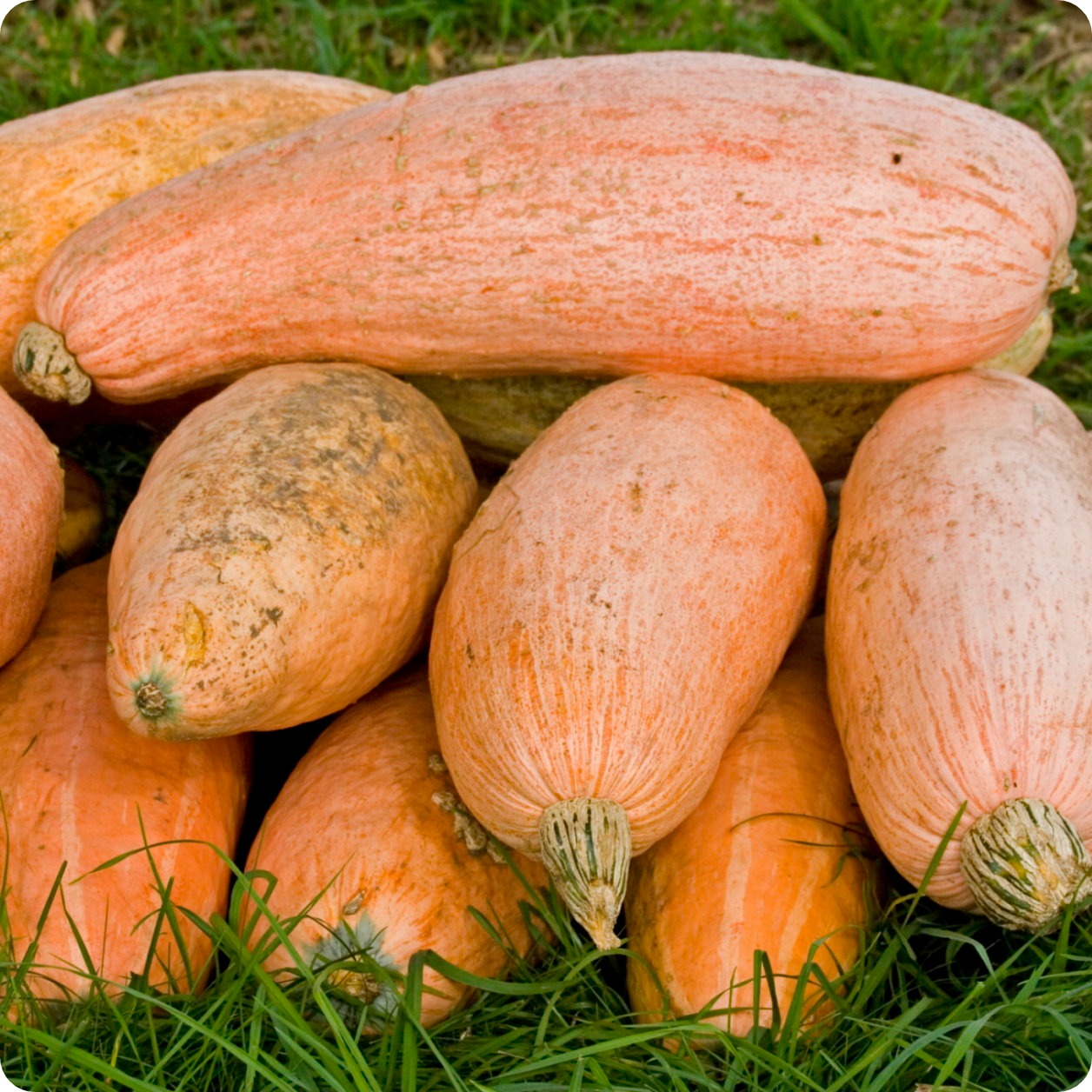 Jumbo Pink Banana Squash Fruit Seeds
