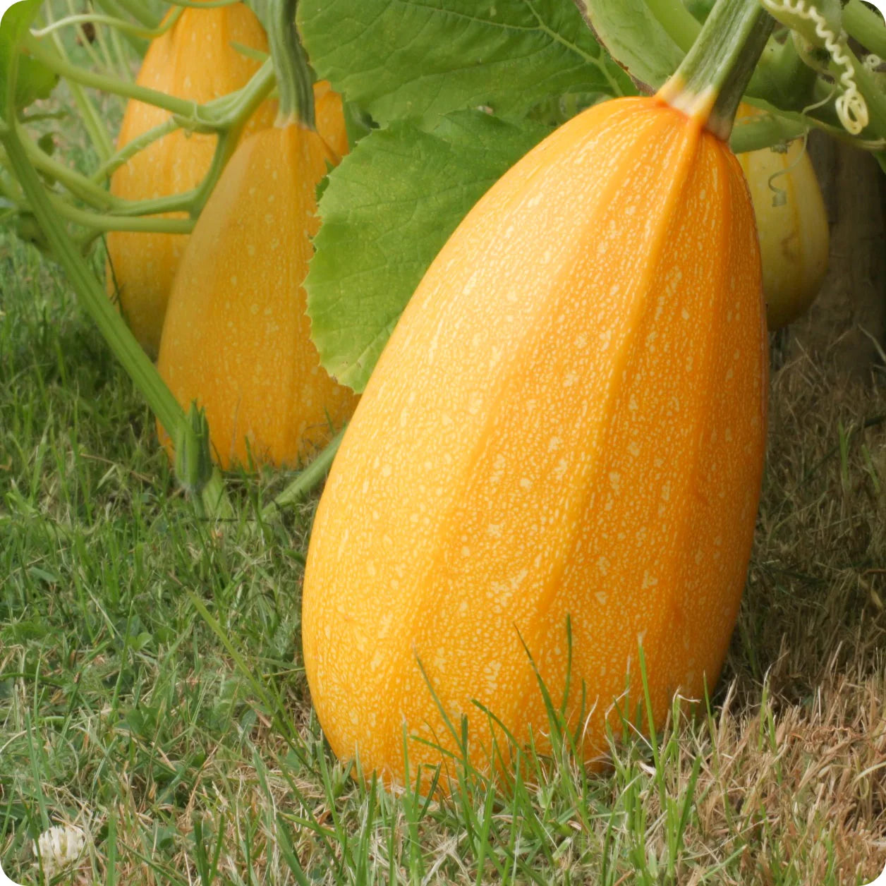 Spaghetti Squash Vegetable Seeds