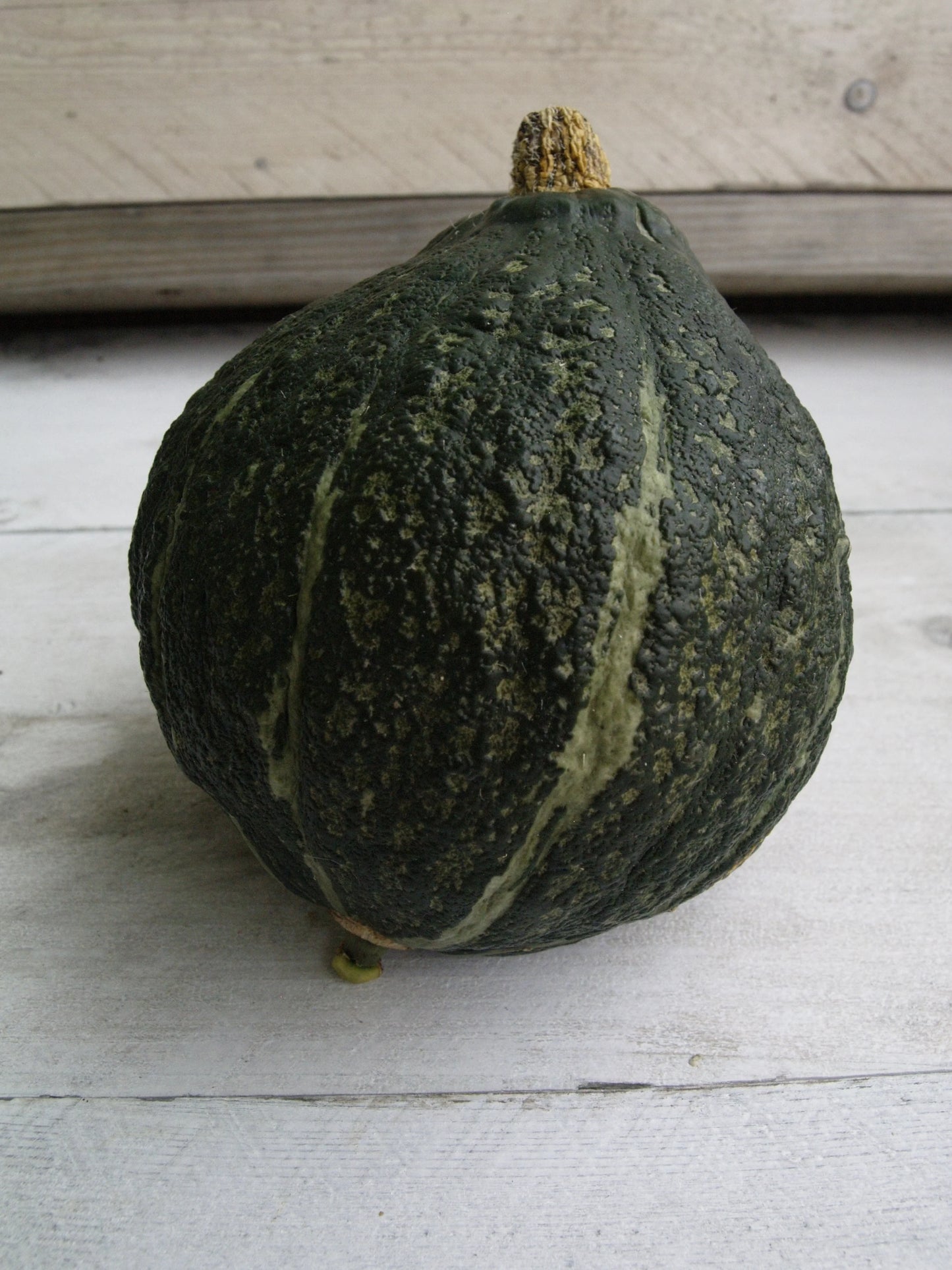 Hubbard Squash Fruit Seeds