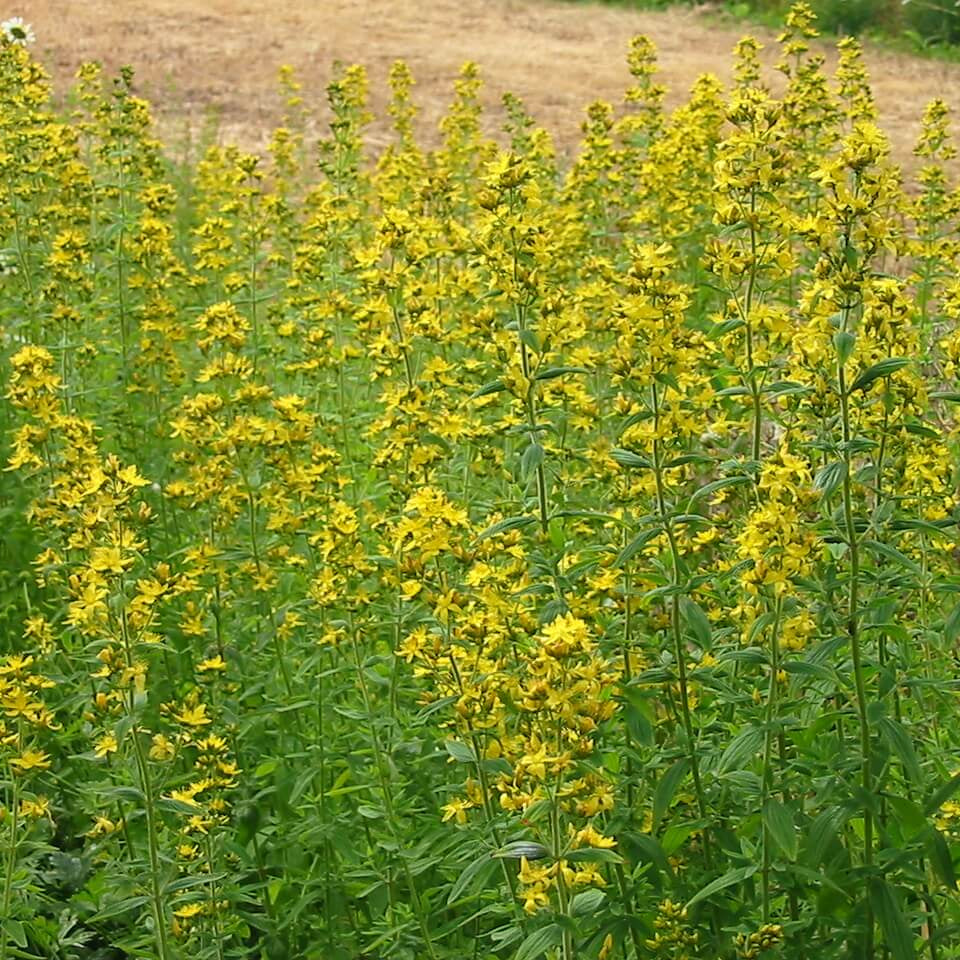 Semillas de flores de hipérico peludo