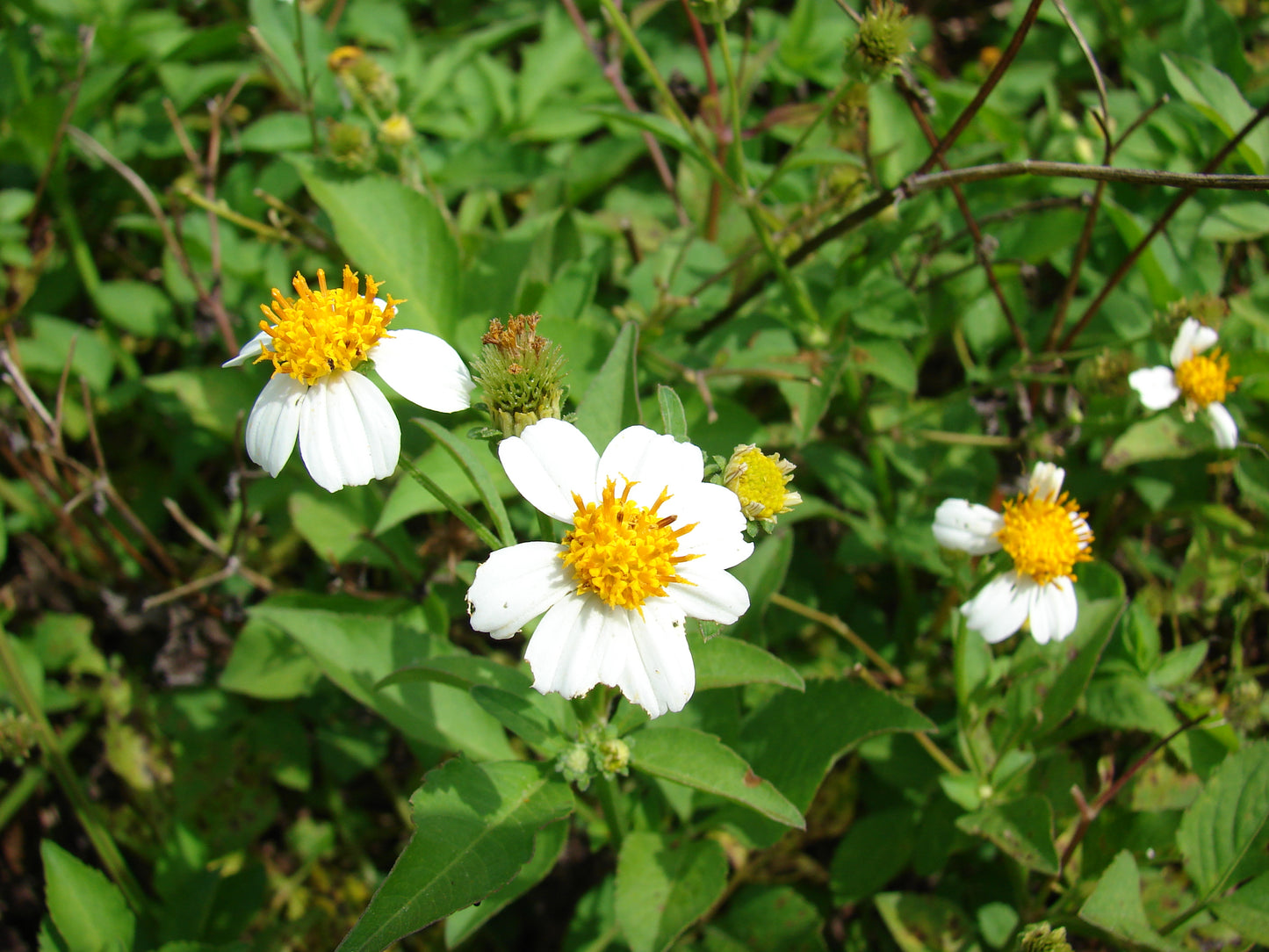 Bidens Alba Butterfly Needles Flower Seeds
