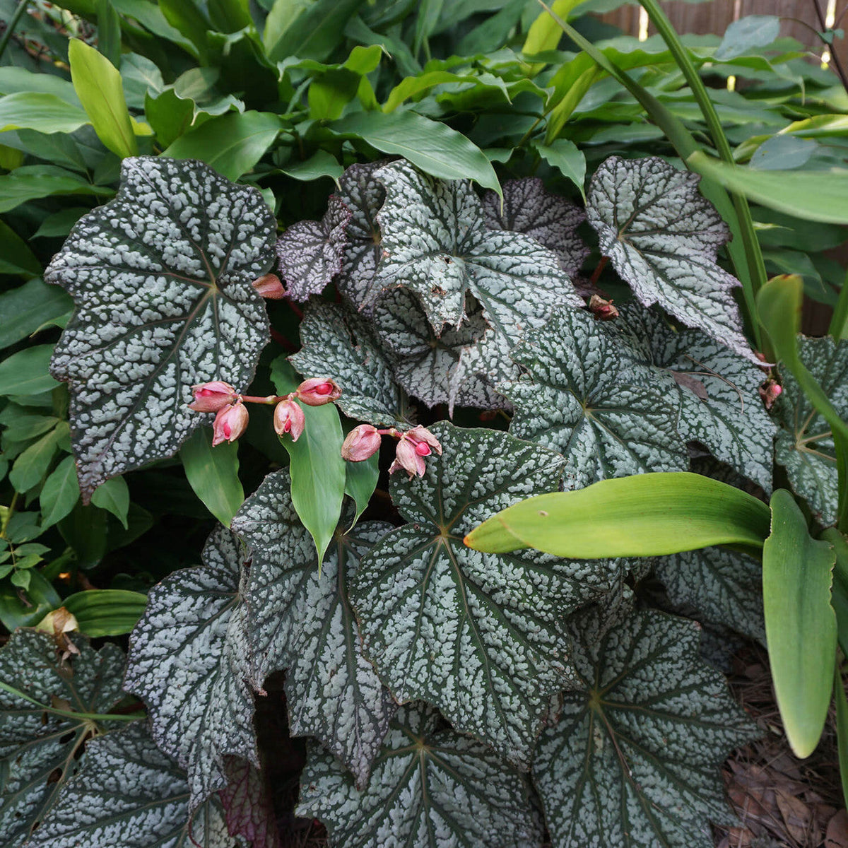 Begonia Flower seeds for Planting Cottage Garden Essential Heirloom & GMO Free Seeds for Home Garden
Sale for planting in home garden