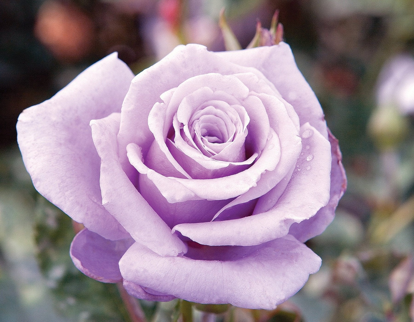 Sterling Silver Rose Flower seeds for Planting Sun Loving Heirloom & GMO Free Seeds for Home Garden