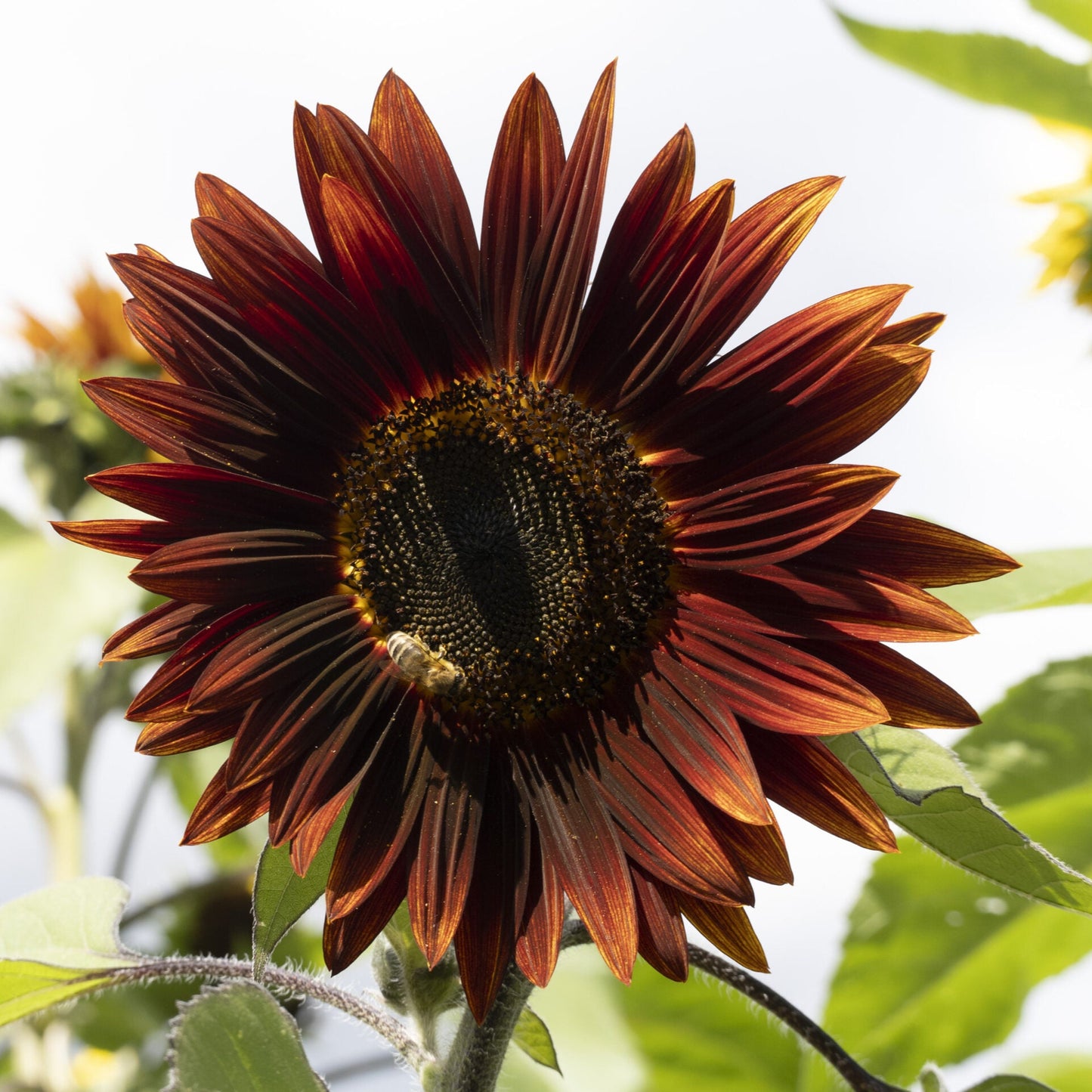 Semillas de girasol con chocolate
