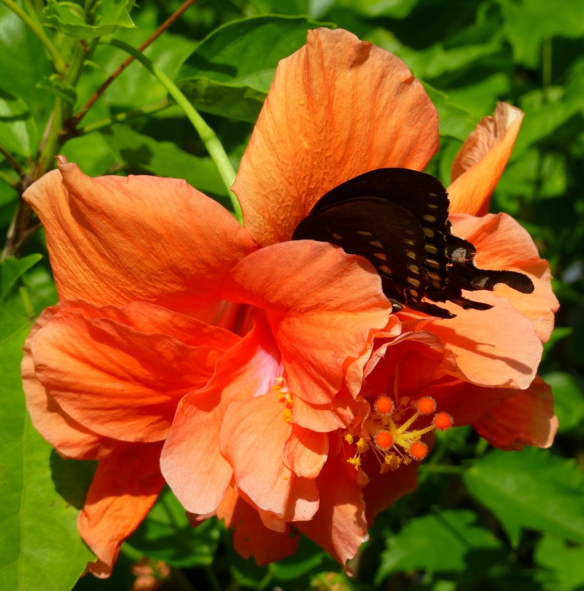 Double Orange Yellow Hibiscus Flower Seeds