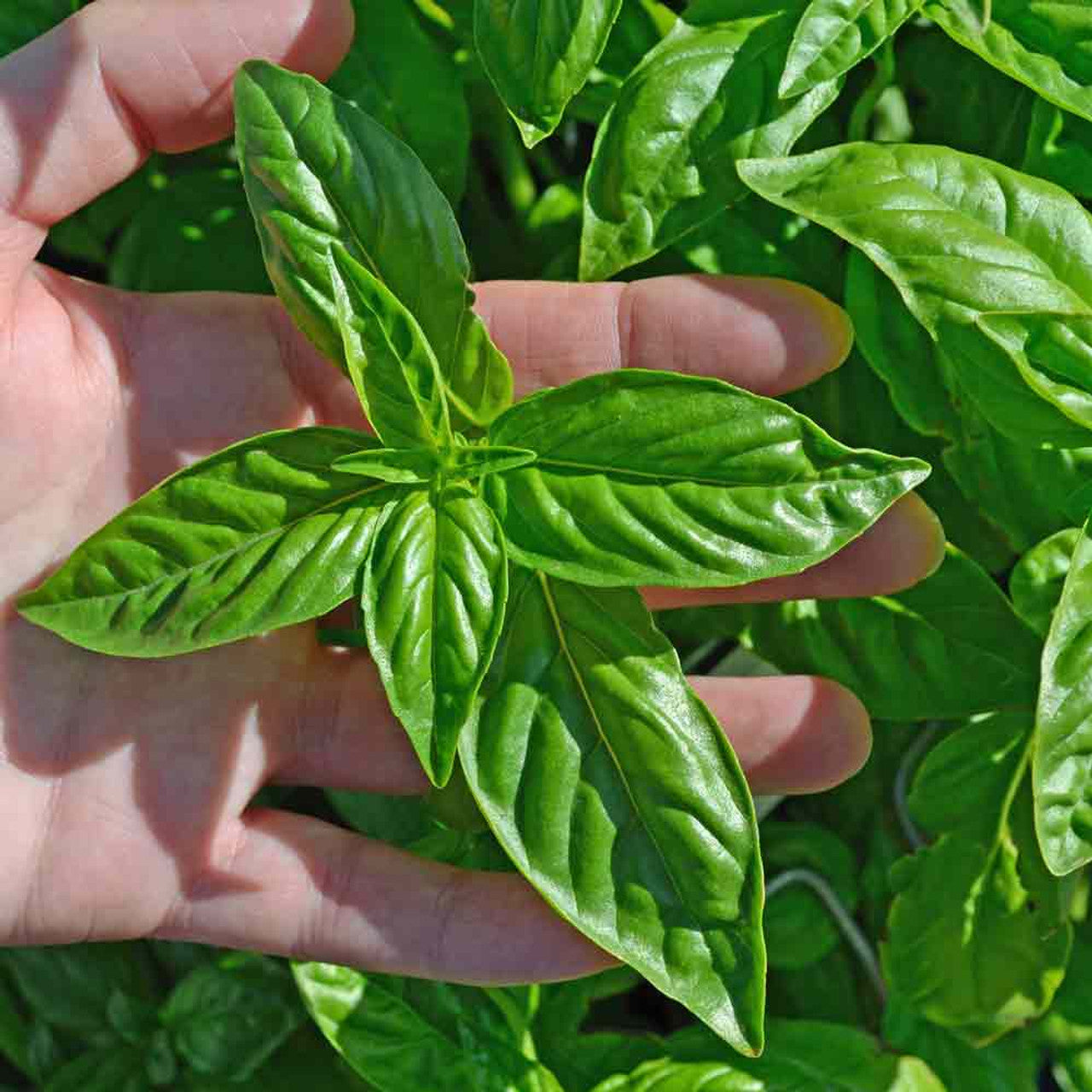 Graines d'herbe de basilic doux
