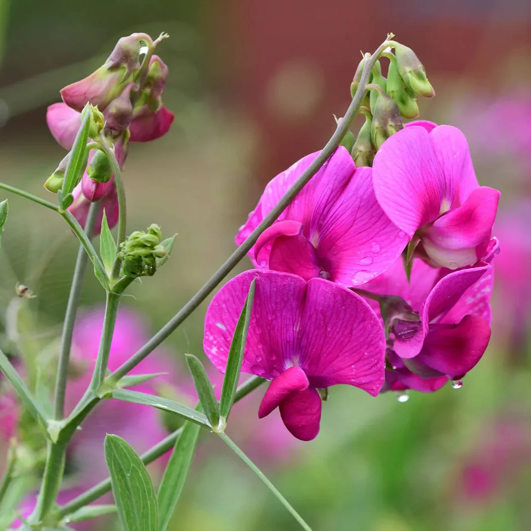 Duftwicken-Blumensamen