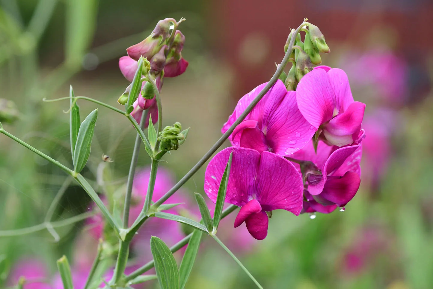 Sweet Pea Flower Seeds