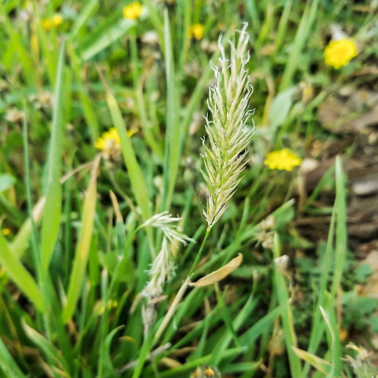 Sweet Vernal Grass Herb Seeds
