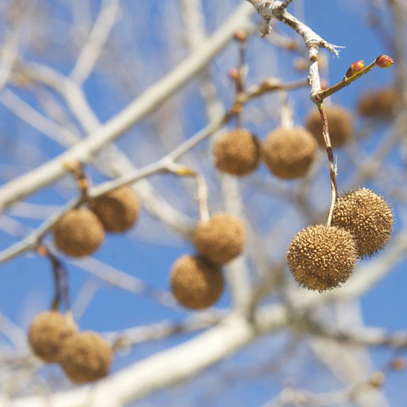American Sycamore Plant Seeds