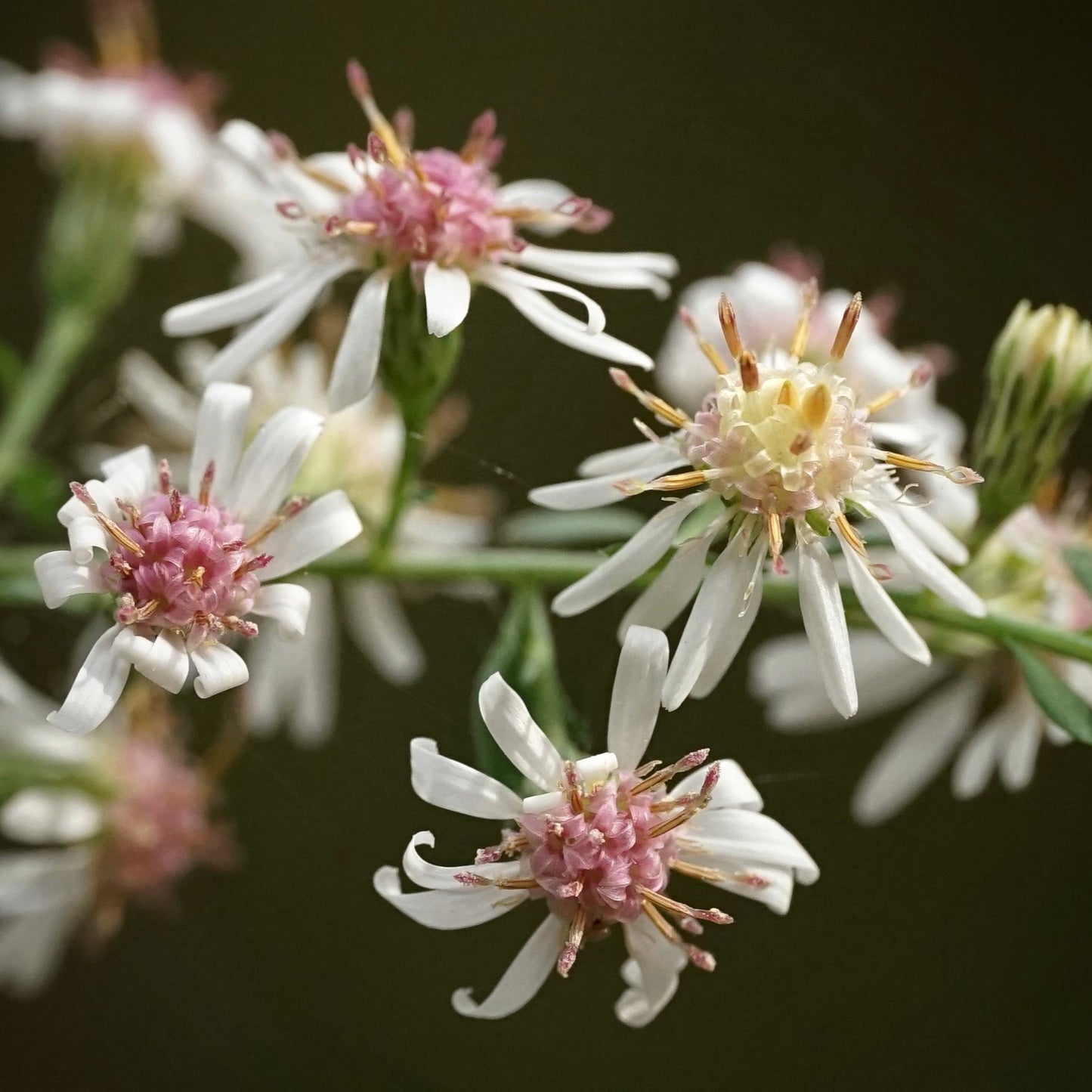Lady in Black Calico Aster Flower Seeds