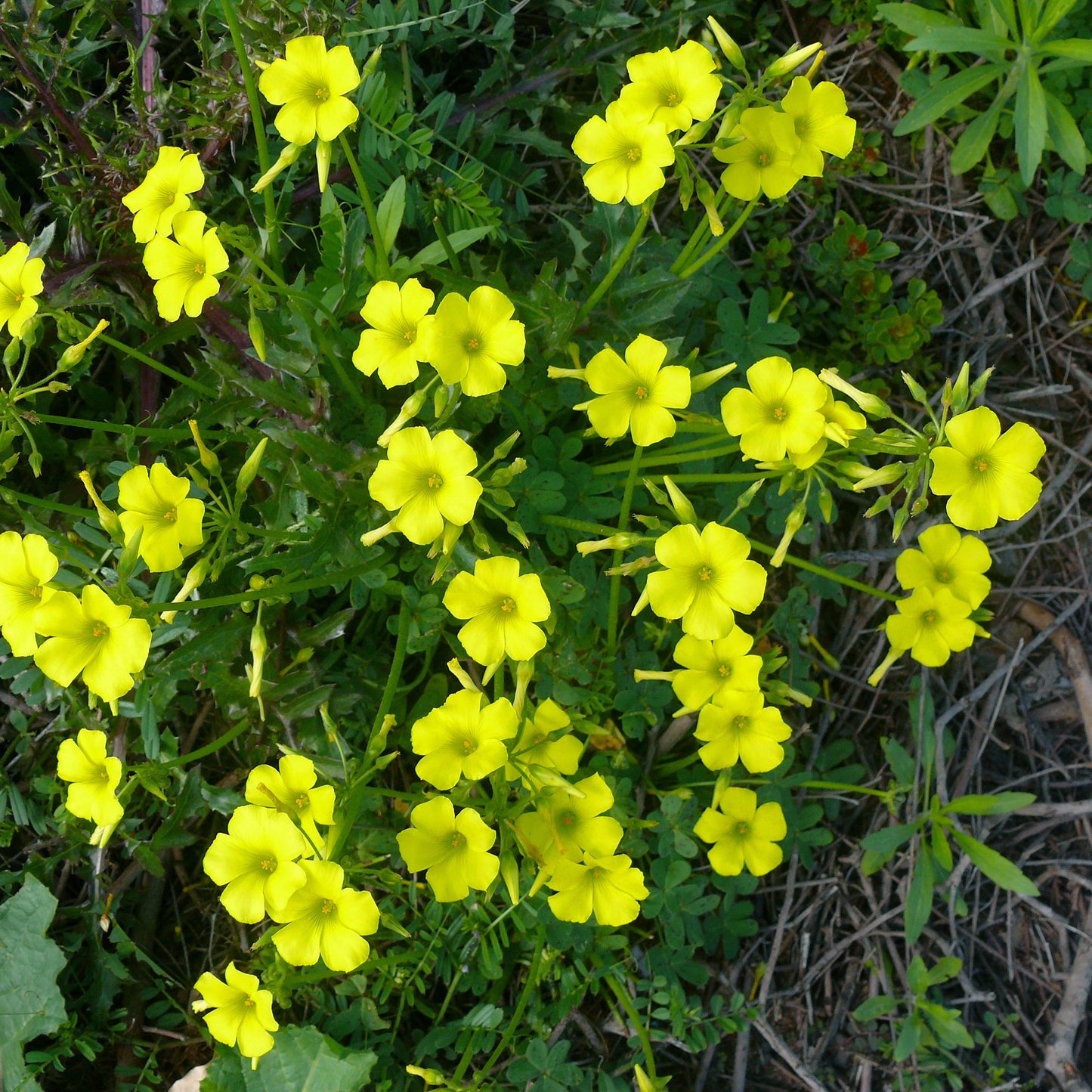 Oxalis Waldsauerklee Blumensamen