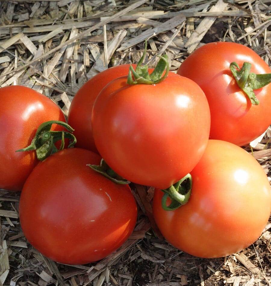 Semillas de tomate vegetal Bush Early Girl II