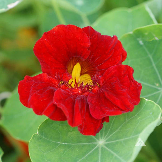 Red Nasturtium Flower Seeds for Planting – Heirloom, Non-GMO, Easy to Grow, Edible Flowers