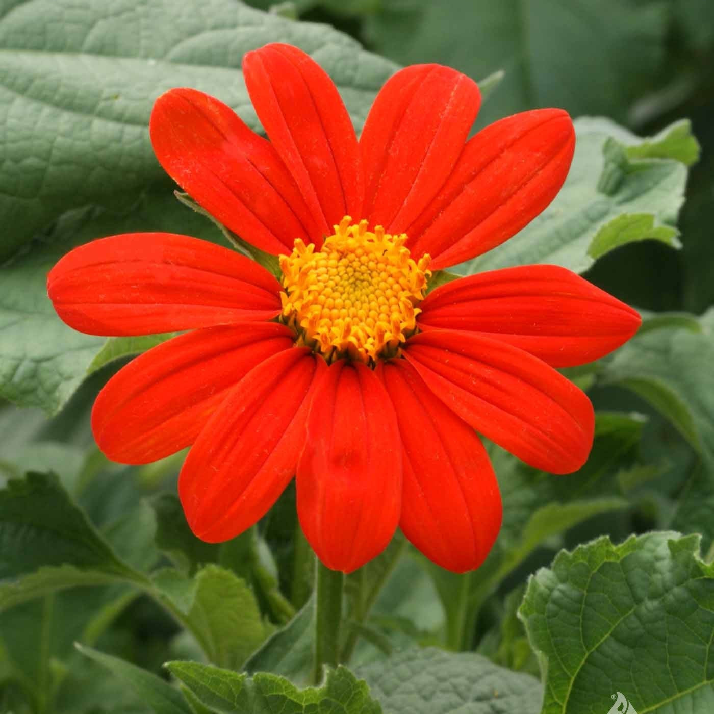 planting tithonia seeds Tithonia Rotundifolia (Mexican Sunflower) Seeds for Planting – Heirloo – Pure Asia Seeds