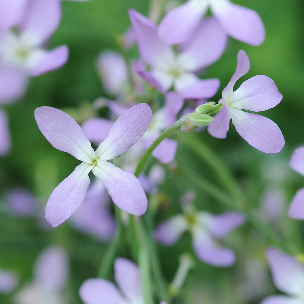 planting night scented stock seeds Night-Scented Stock Flower Seeds for Planting – Heirloom, Non-GMO, Fra – Pure Asia Seeds