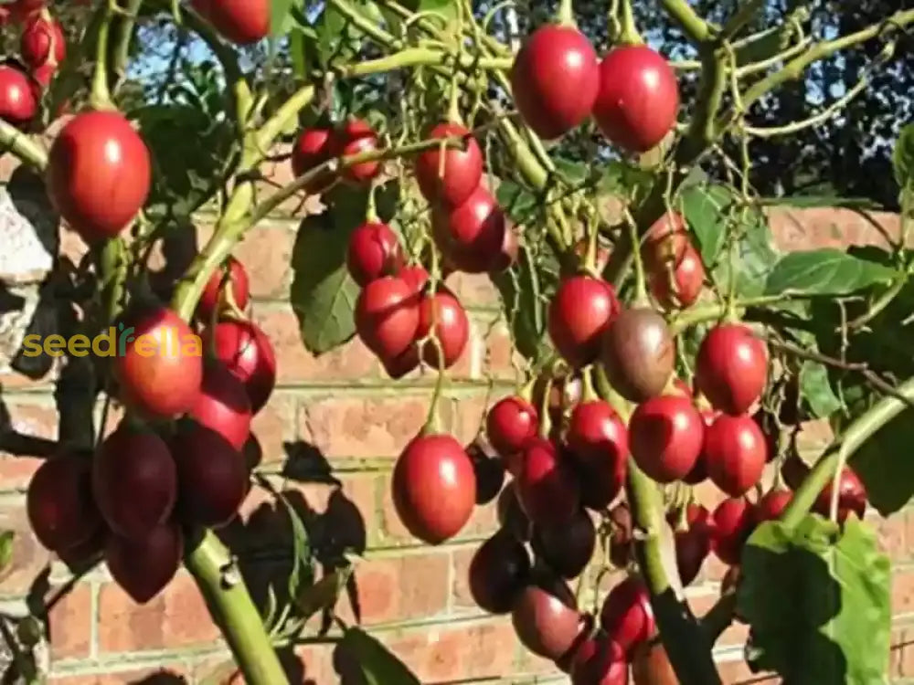 Tamarillo Planting Essentials for Your Garden - Seed for Delicious Harvests