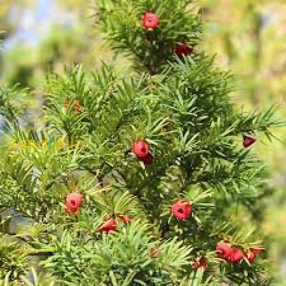 Eibe Samen Zum Pflanzen Für Üppiges Eibenwachstum In Ihrem Garten Samen Für  Üppiges Laub Und Zeitlose Eleganz Biologische Gartensamen – Pure Asia Seeds