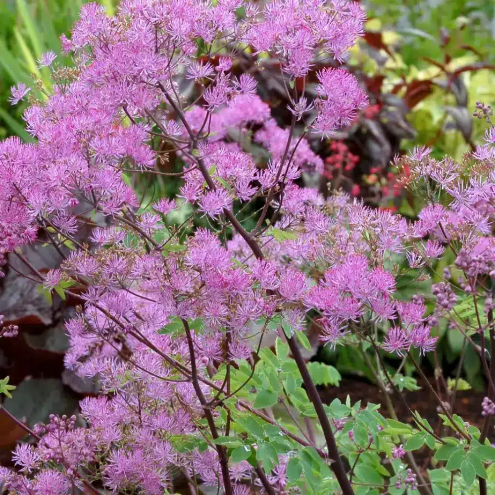 Thalictrum Aquilegifolium Flower Seeds