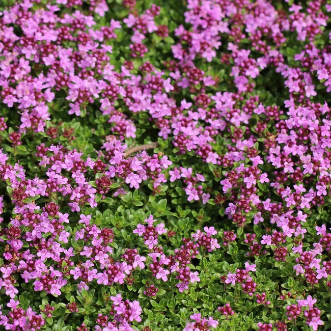 Kriechender Thymian Kräutersamen