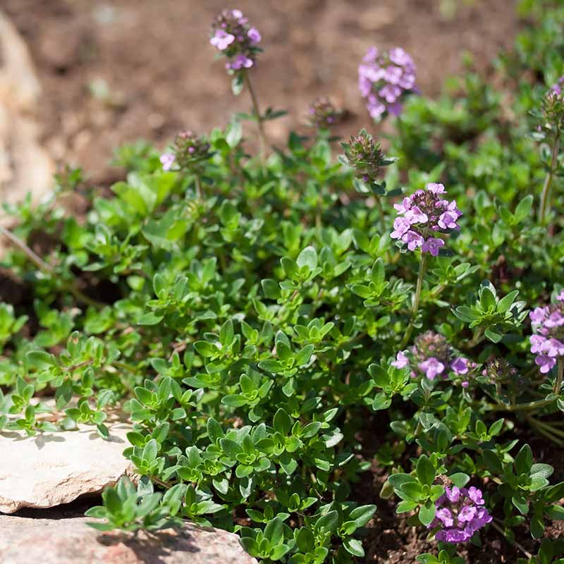 Mother of Thyme Herb Seeds