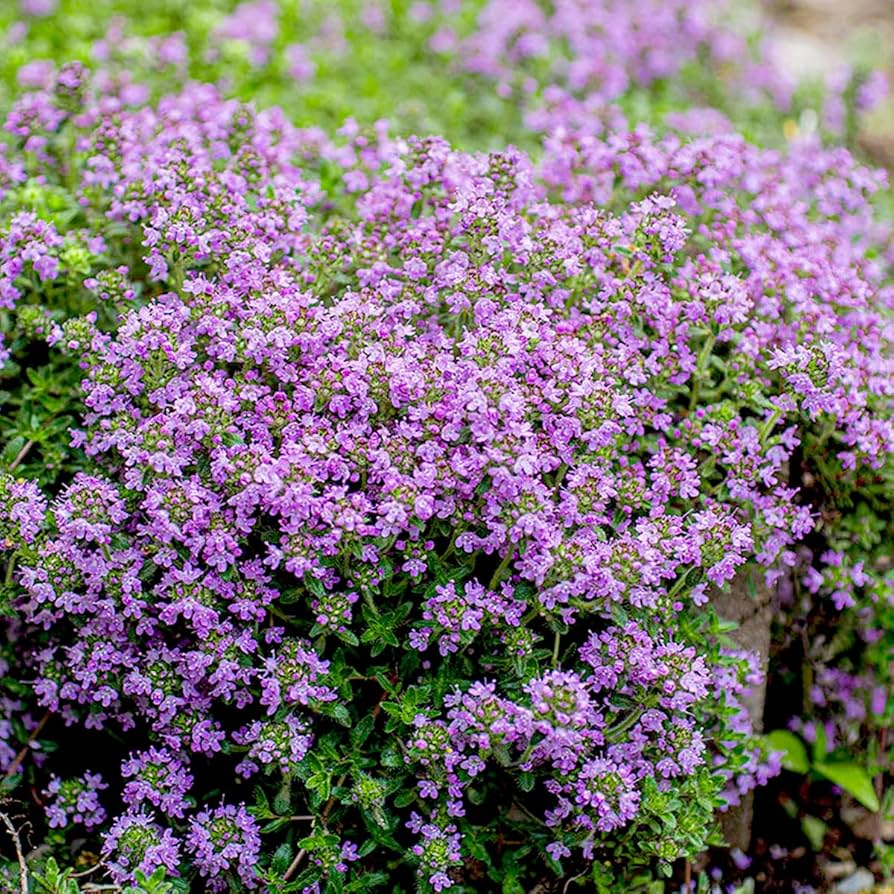 Thymus serpyllum fragrant ground cover