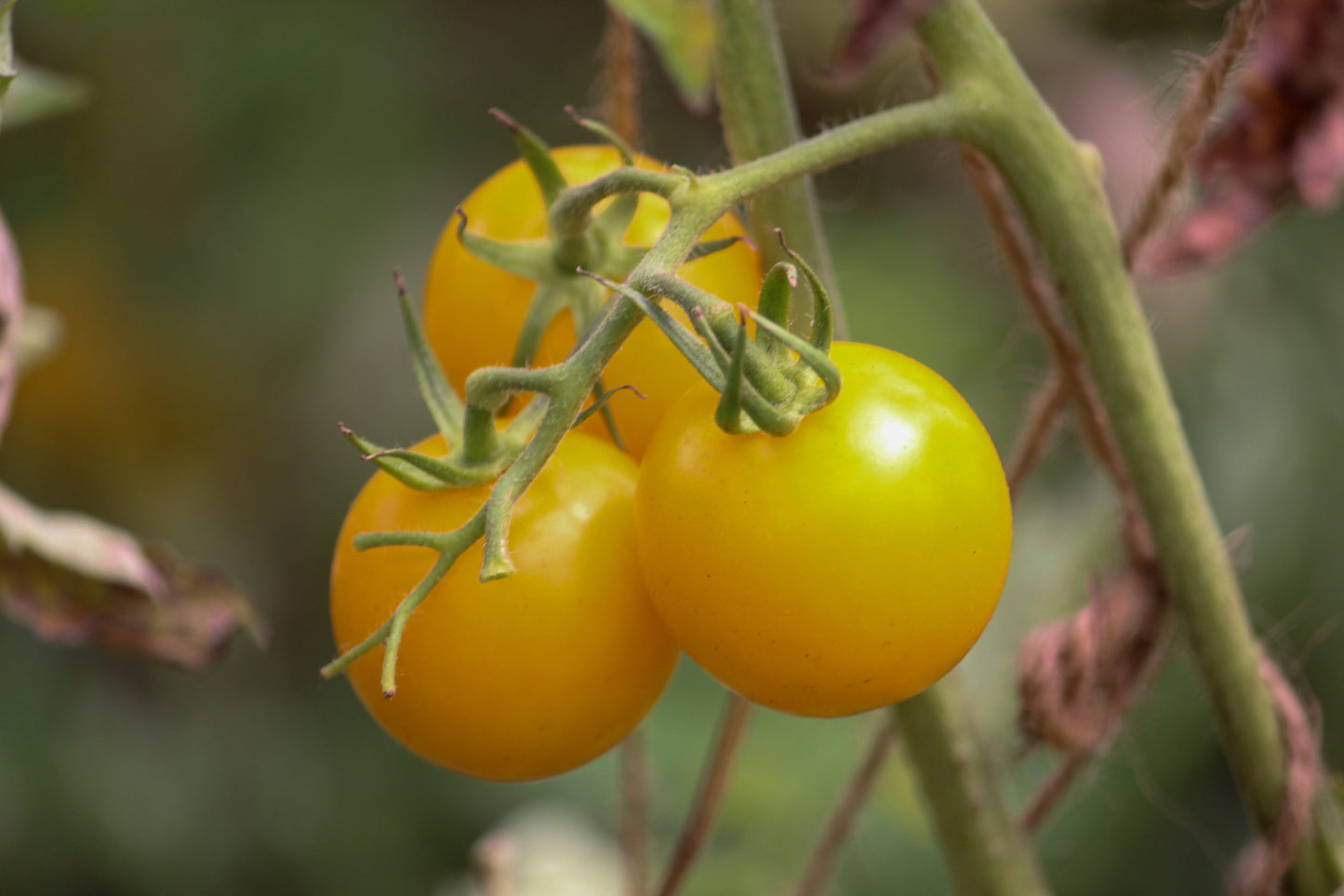 Golden Jubilee Tomato Seeds for Planting – Heirloom, Non-GMO, Easy to Grow, Annual