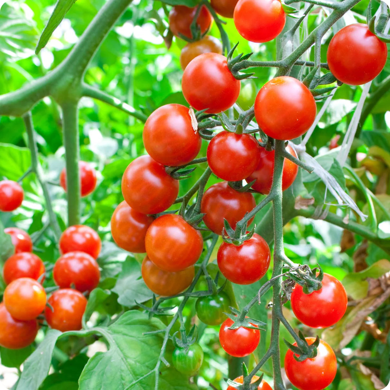 Rosalita Cherry Tomato Vegetable Seeds