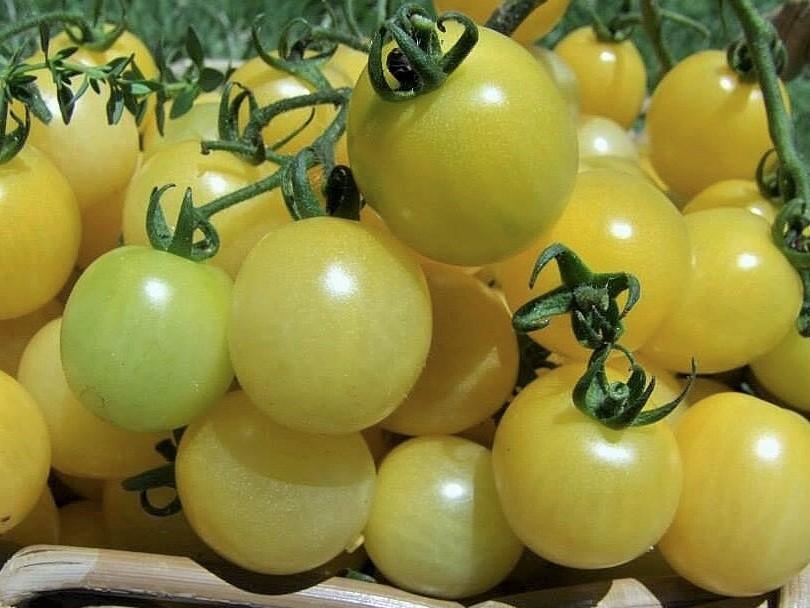 Snow White Cherry Tomato Seeds