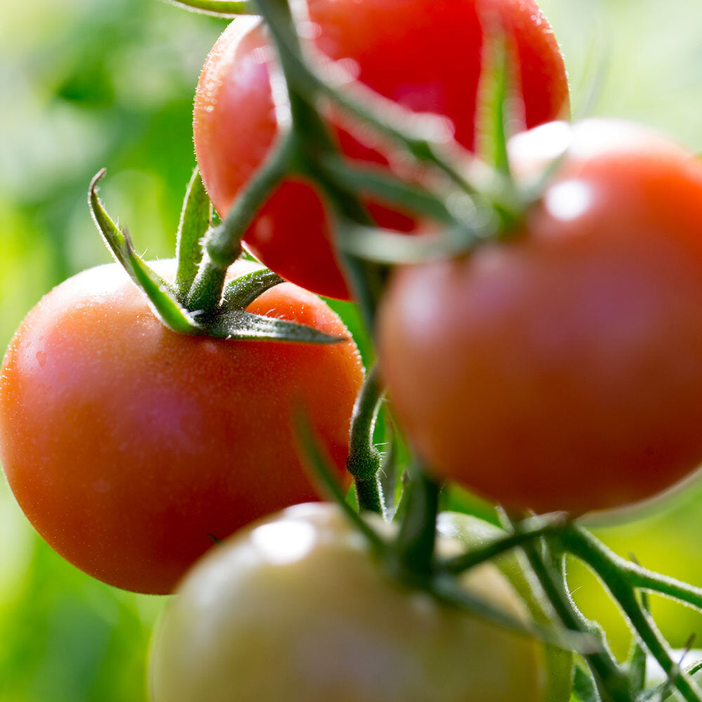 Early Goliath Tomato Vegetable Seeds