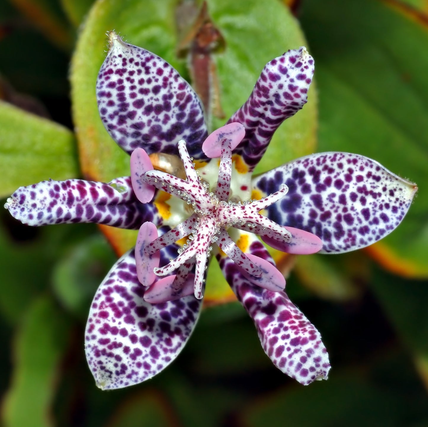 Japanese Toad Lily Flower Seeds