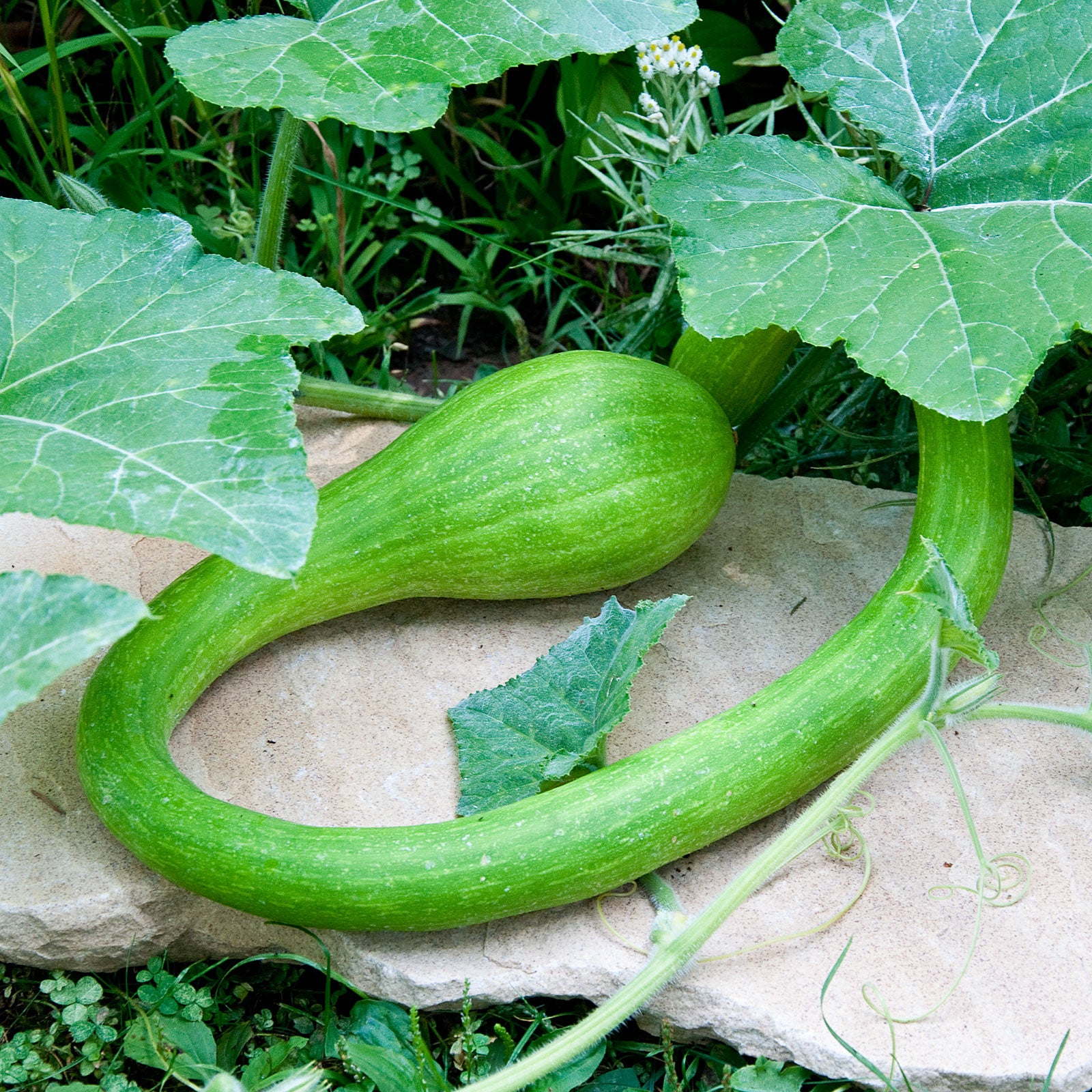 トロンボンチーノズッキーニ野菜の種 – Pure Asia Seeds