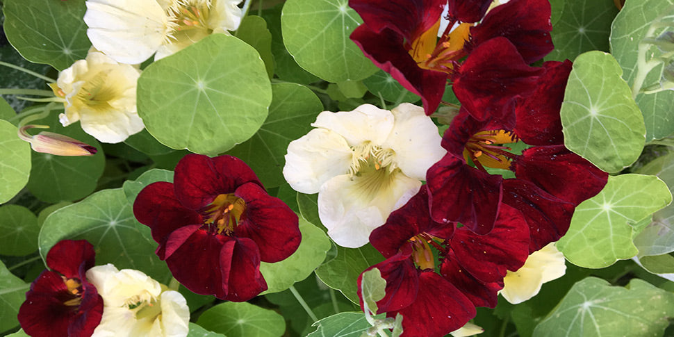 Night and Day Nasturtium Flower Seeds