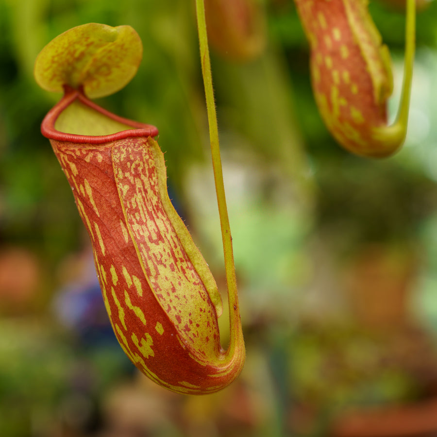 pitcher plant seed germination Nepenthes Carnivorous Pitcher Plant Seeds for Planting – Heirloom, Non – Pure Asia Seeds
