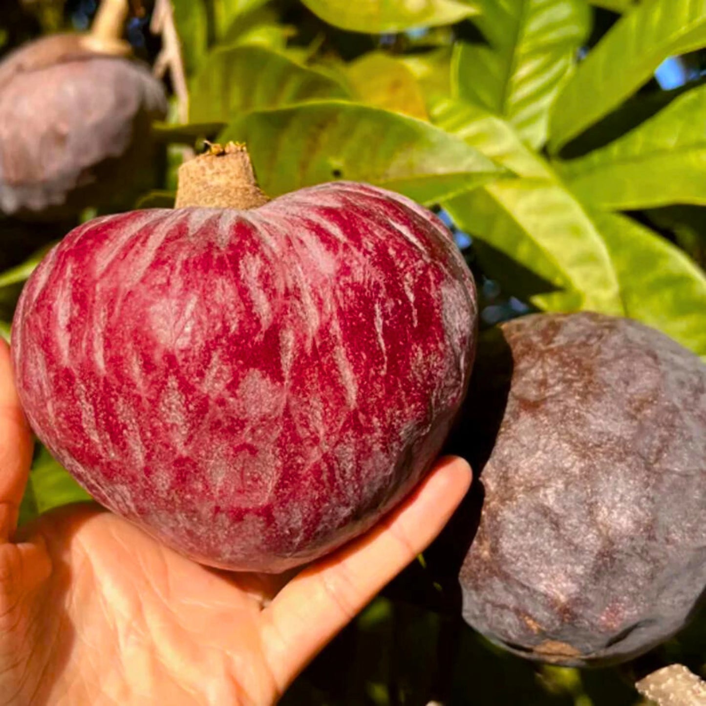 Jamaican Custard Apple (Annona reticulata) Fruit Seeds for Planting – Heirloom, Non-GMO, Tropical Variety