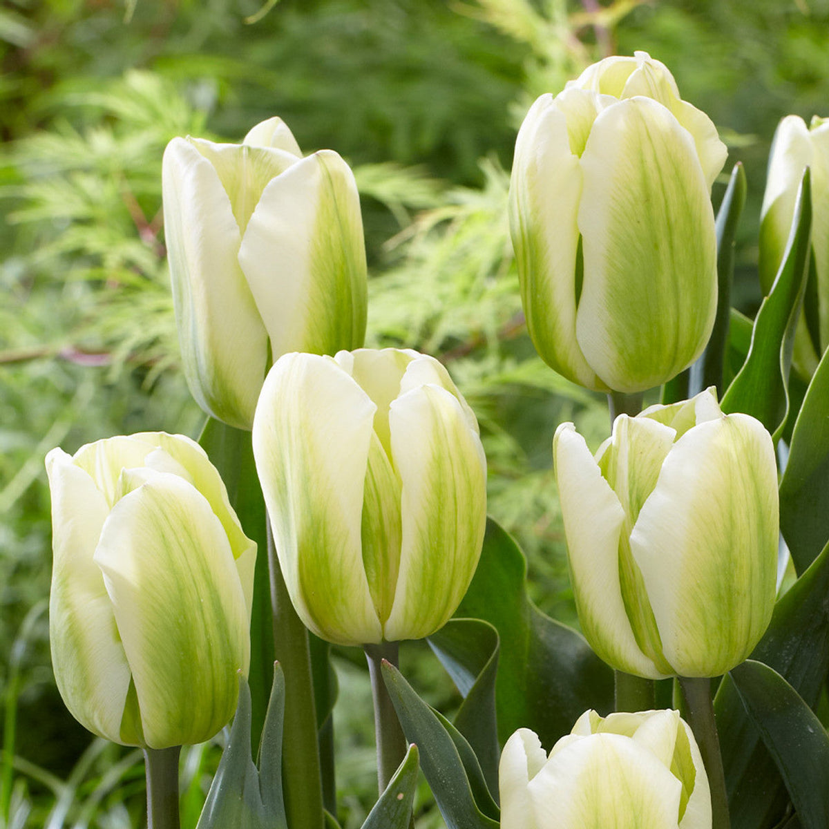 Green White Tulip Flower seeds for Planting - Drought Tolerant, Heirloom & GMO Free Seeds for Home Garden
Sale for planting in home garden