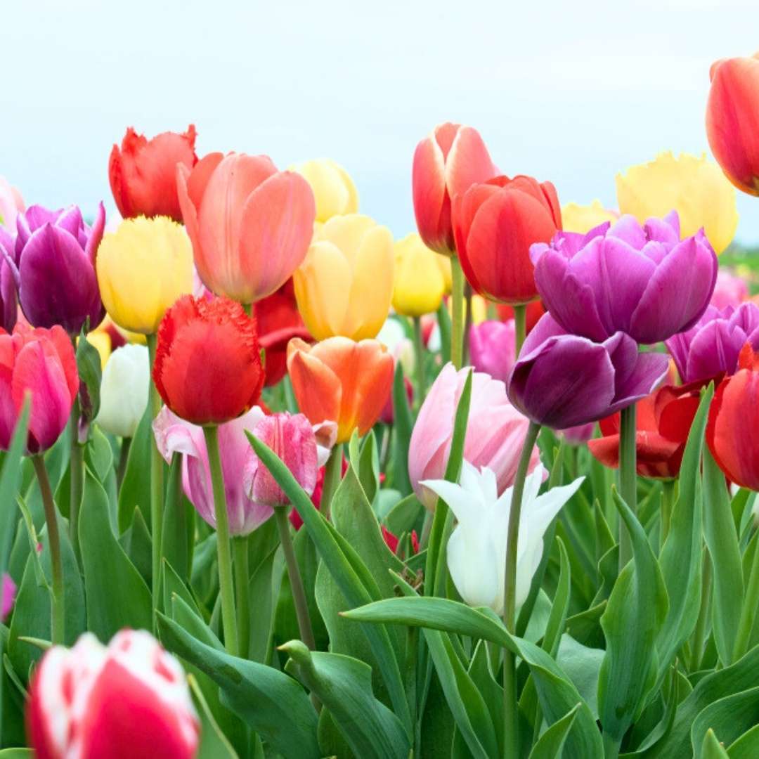 Tulip Flower seeds for Planting Low Maintenance Heirloom & GMO Free Seeds for Home Garden
Sale for planting in home garden