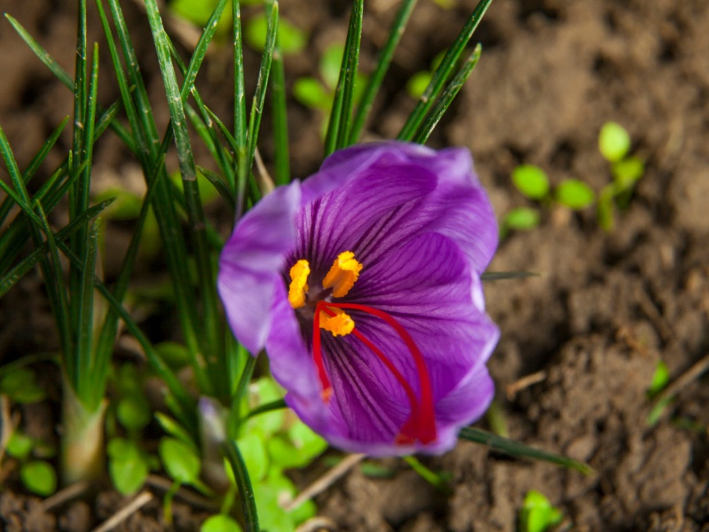 Saffron Flower Seeds