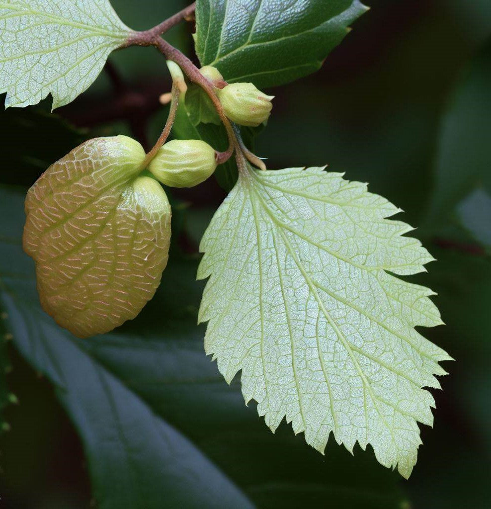 Ulmus Parvifolia Fruchtsamen