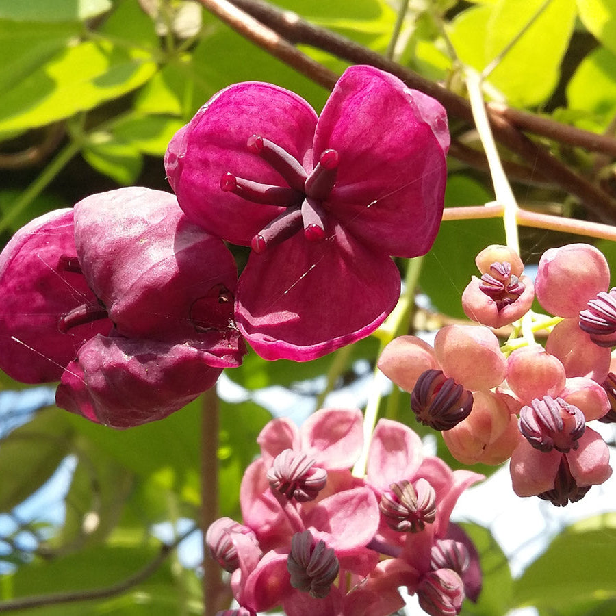 Red Akebia Flower seeds for Planting - Long Bloom Season, Heirloom & GMO Free Seeds for Home Garden
Sale for planting in home garden