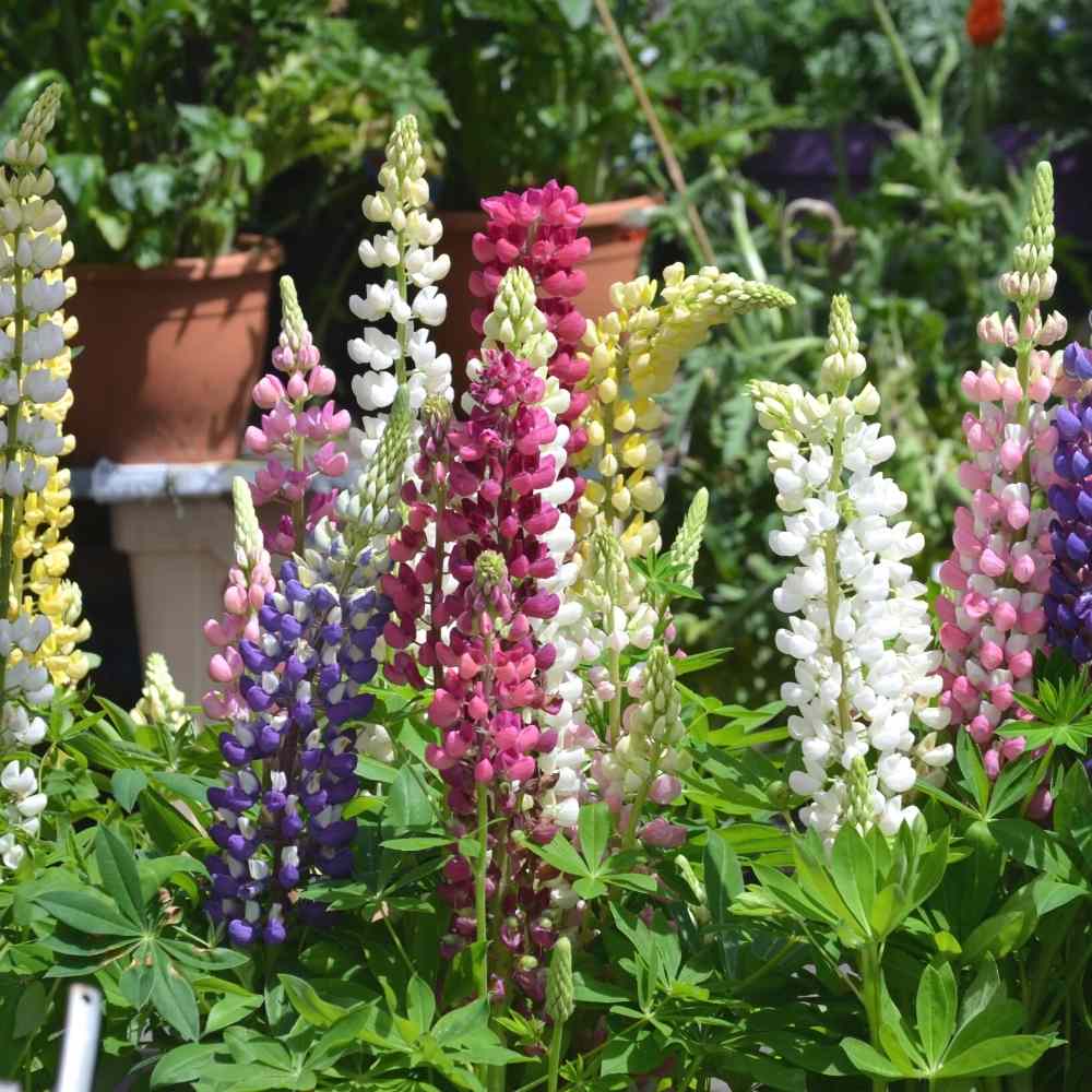 Mixed Lupine Flower Seeds