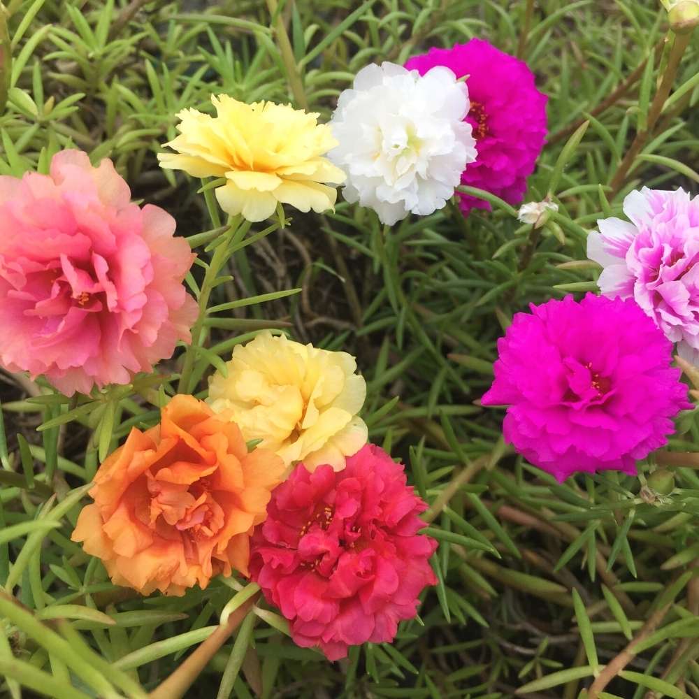 Portulaca Grandiflora Flower Seeds