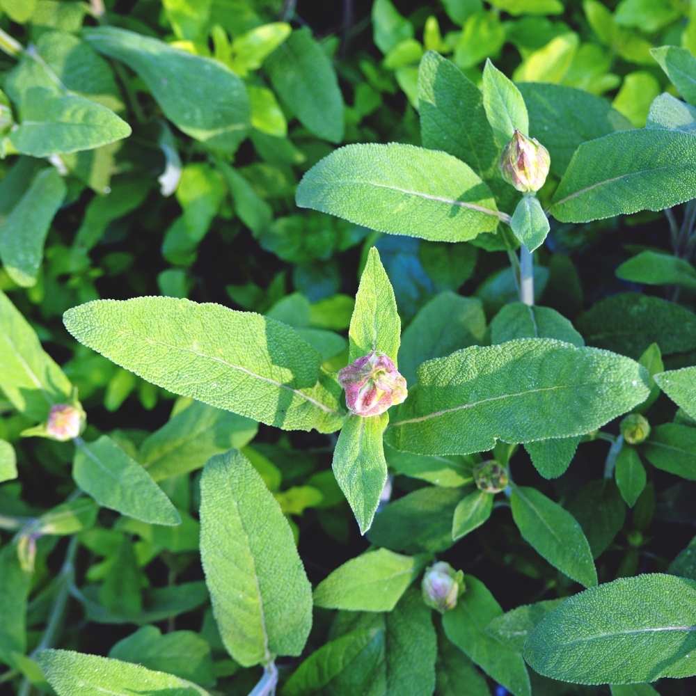 Sage Herb Seeds