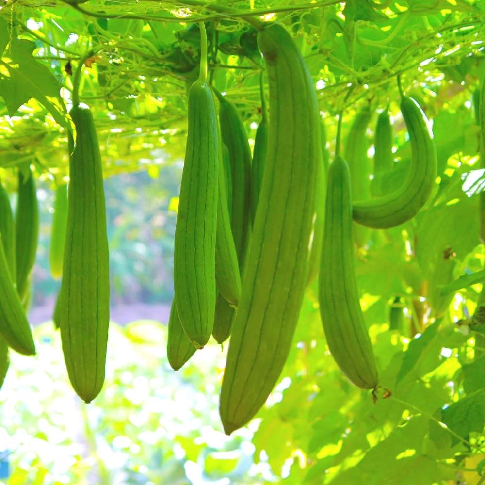 Sponge Gourd (Luffa Cylindrica) Vegetable Seeds for Planting – Heirloom, Non-GMO, Easy to Grow