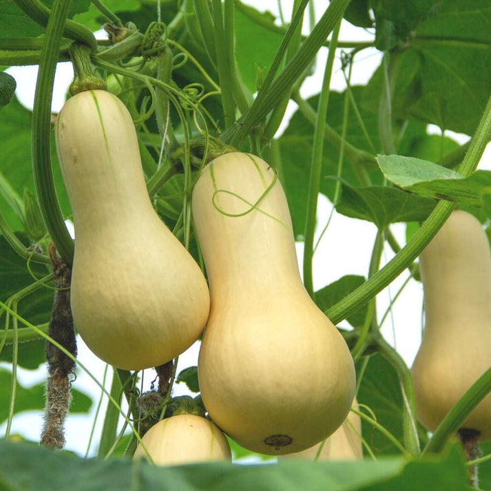 butternut squash seeds for planting Waltham Butternut Squash Vegetable Seeds for Planting – Heirloom, Non- –  Pure Asia Seeds